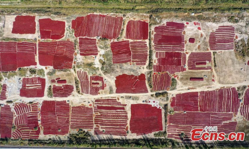 Aerial view of a massive collection of chili peppers dried in the sun in Bohu County, northwest China's Xinjiang Uyghur Autonomous Region, June 14, 2022. (Photo: China News Service/Nian Lei)