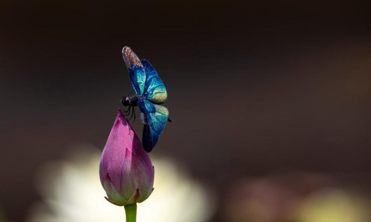 A butterfly dragonfly rests on a lotus flower at a park in Jiujiang city, east China's Jiangxi Province, June 17, 2022. Photo:China News Service