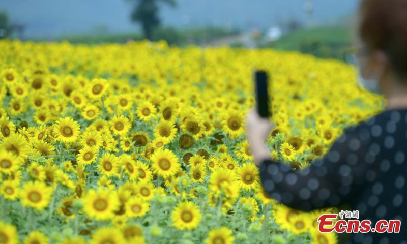 A visitor takes photos in a blooming sunflower field in Hangzhou, east China's Zhejiang Province, June 15, 2022. A total of four hectares of sunflowers bloom in Hangzhou, attracting many visitors. (Photo: China News Service/Zhang Yin)