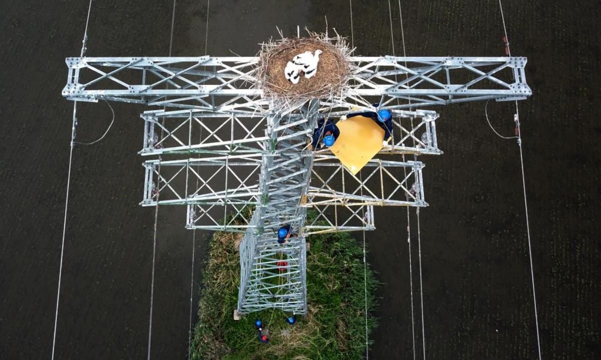 Aerial photo taken on June 15, 2022 shows electricians installing bird protecting boards under the nest of oriental white storks on a power transmission tower in Qiqihar, northeast China's Heilongjiang Province. Photo:Xinhua