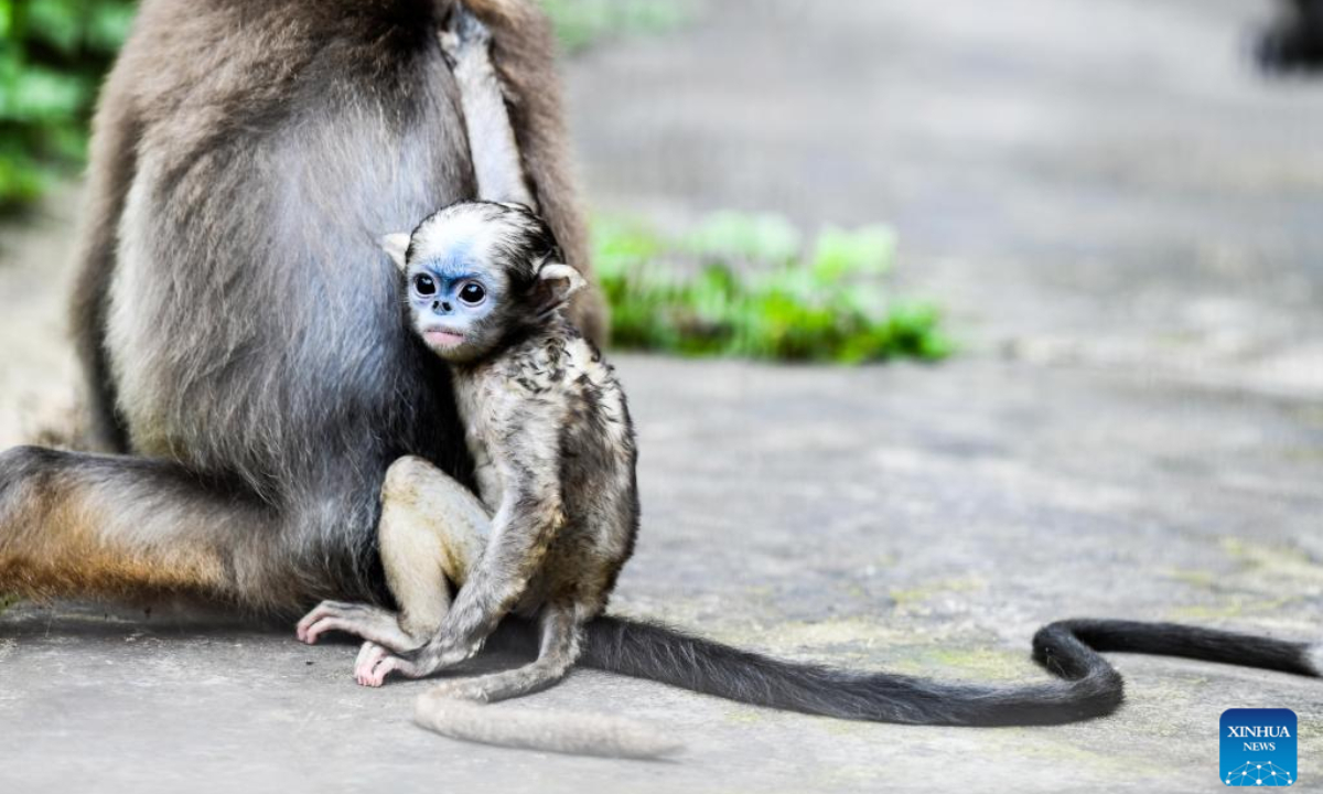A Guizhou snub-nosed monkey cub is seen in a wildlife rescue center of Fanjingshan National Nature Reserve in southwest China's Guizhou Province, June 16, 2022. Photo:Xinhua