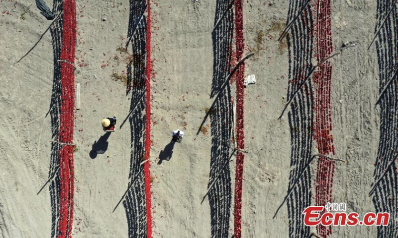 Farmers air chili peppers in the sun in Bohu County, northwest China's Xinjiang Uyghur Autonomous Region, June 14, 2022. (Photo: China News Service/Nian Lei)