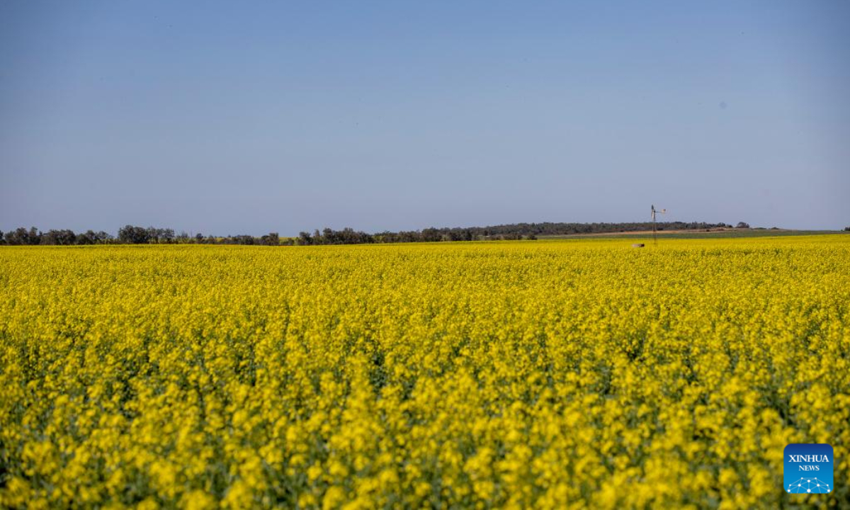 Photo taken on June 14, 2022 shows a view of canola field in Western Australia, Australia. Photo:Xinhua