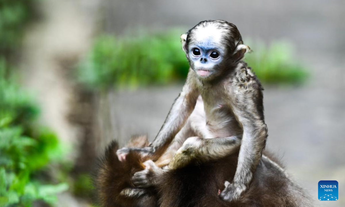 A Guizhou snub-nosed monkey cub is seen in a wildlife rescue center of Fanjingshan National Nature Reserve in southwest China's Guizhou Province, June 16, 2022. Photo:Xinhua