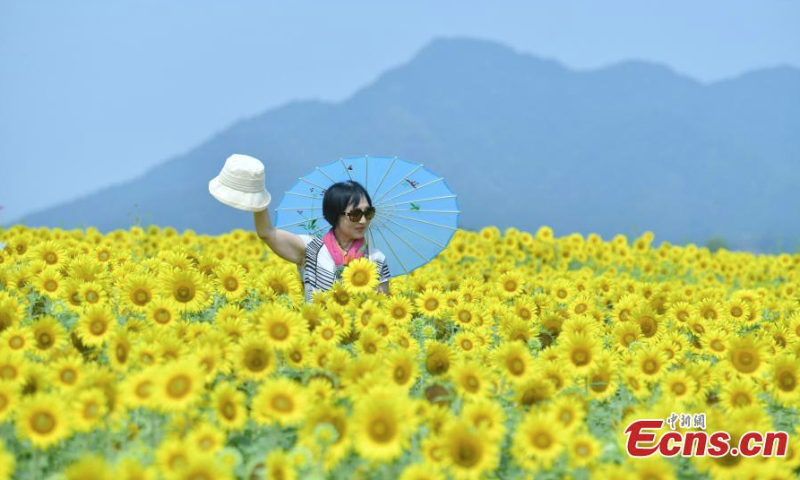 People pose for photos in a blooming sunflower field in Hangzhou, east China's Zhejiang Province, June 15, 2022. A total of four hectares of sunflowers bloom in Hangzhou, attracting many visitors. (Photo: China News Service/Zhang Yin)