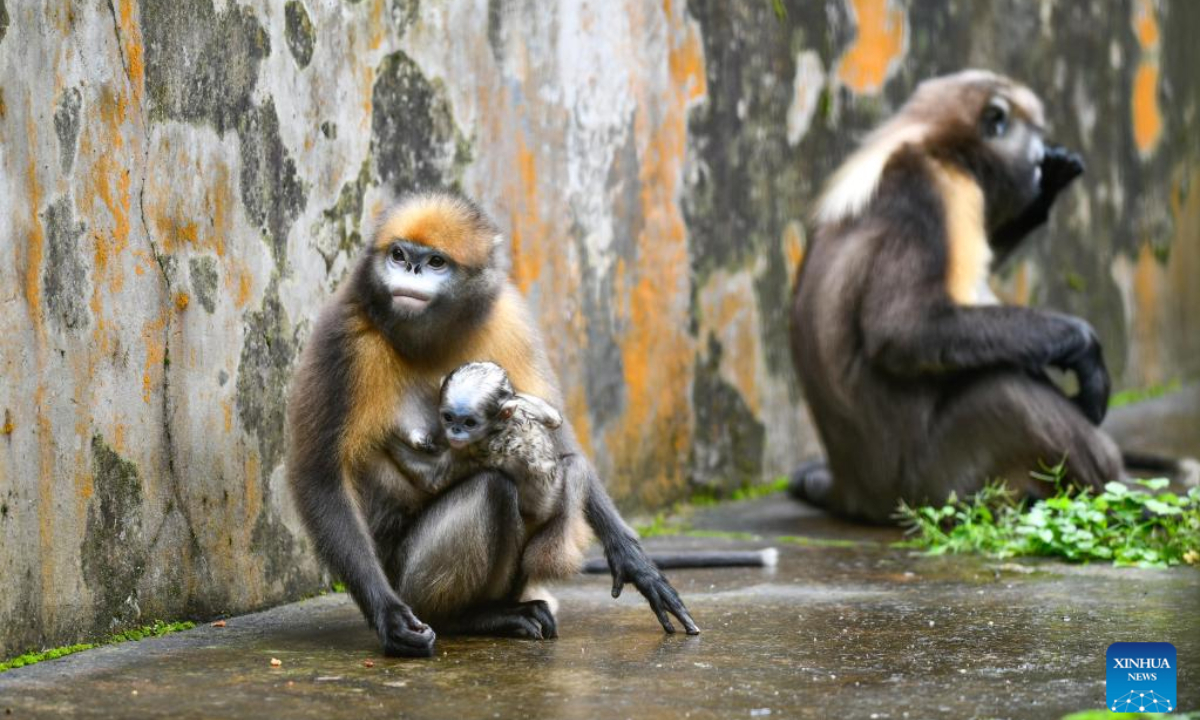 Guizhou snub-nosed monkeys are seen with a cub in a wildlife rescue center of Fanjingshan National Nature Reserve in southwest China's Guizhou Province, June 16, 2022. Photo:Xinhua