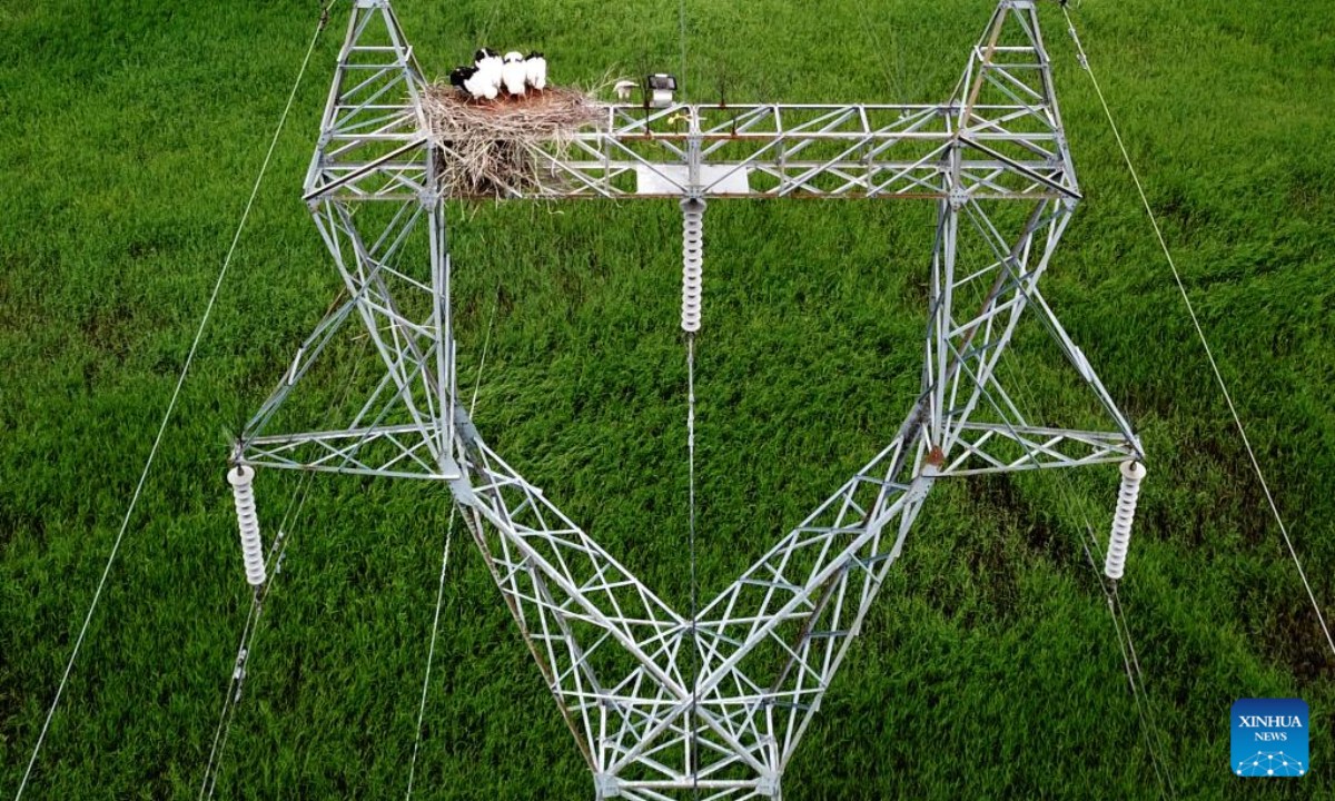 Aerial photo taken on June 16, 2022 shows a nest of oriental white storks on top of a power transmission tower in Qiqihar, northeast China's Heilongjiang Province. Photo:Xinhua