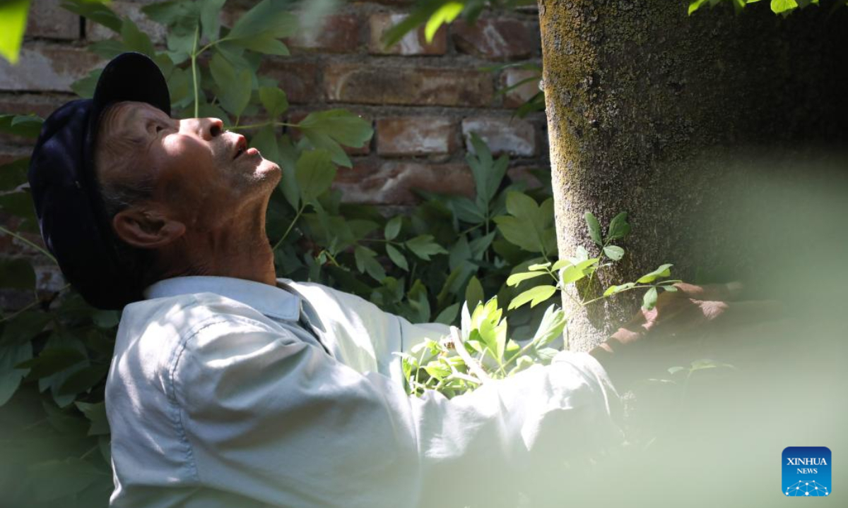 Xu Zhigang, 74, looks up to see the first tree he planted in 1968 in Zhangchuan Village of Tongwei County, northwest China's Gansu Province, June 15, 2022. Photo:Xinhua