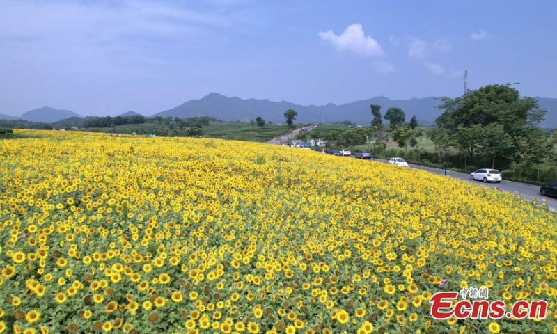 Scenery of blooming sunflowers in Hangzhou, east China's Zhejiang Province, June 15, 2022. A total of four hectares of sunflowers bloom in Hangzhou, attracting many visitors. (Photo: China News Service/Zhang Yin)
