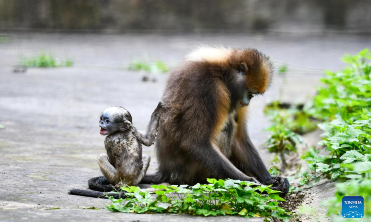 A Guizhou snub-nosed monkey is seen with a cub in a wildlife rescue center of Fanjingshan National Nature Reserve in southwest China's Guizhou Province, June 16, 2022. Photo:Xinhua