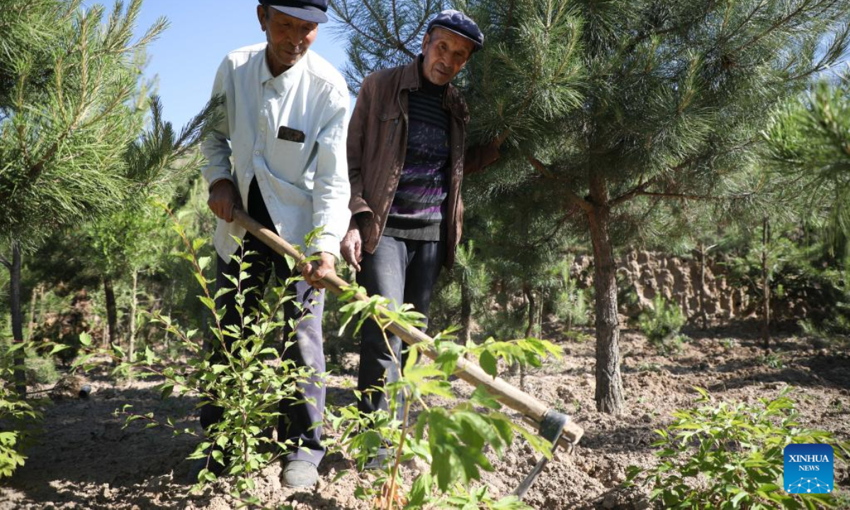 Twin brothers Xu Zhigang (L) and Xu Zhiqiang, 74, remove weeds in the forest in Zhangchuan Village of Tongwei County, northwest China's Gansu Province, June 15, 2022. Photo:Xinhua