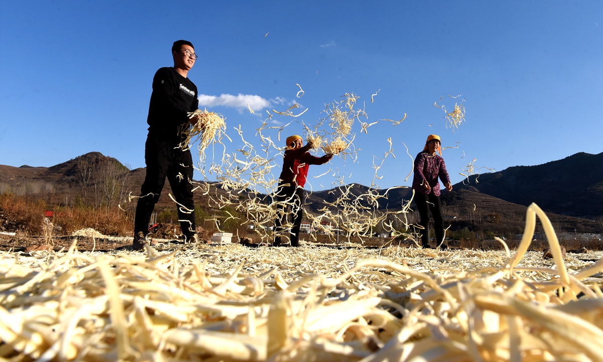 Chen Yichong (left), who returned to his hometown after graduating from college to start his own business, dries processed platycodon alongside local farmers in Zibo, East China's Shandong Province, on November 9, 2021. Photo: VCG