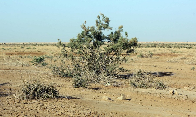 Desert plants grow in agricultural areas due to drought and lack of rainfall in Salahudin province, Iraq, June 14, 2022. (Photo: Xinhua)