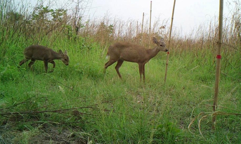 Hog deer are captured by a camera trap in the Prek Prasob Wildlife Sanctuary in Kratie, Cambodia in January 2022. Eighty-four globally endangered hog deer are roaming grassland habitats in the Prek Prasob Wildlife Sanctuary of Mekong flooded forest in northeastern Cambodia, according to the first camera-trap survey of the hog deer population released on Thursday.(Photo: Xinhua)