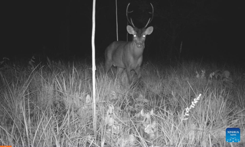 A hog deer is captured by a camera trap in the Prek Prasob Wildlife Sanctuary in Kratie, Cambodia in January 2022. Eighty-four globally endangered hog deer are roaming grassland habitats in the Prek Prasob Wildlife Sanctuary of Mekong flooded forest in northeastern Cambodia, according to the first camera-trap survey of the hog deer population released on Thursday.(Photo: Xinhua)
