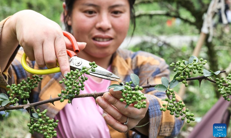 A villager harvests Sichuan pepper in Zhennan Town of Wuchuan Gelao and Miao Autonomous County, southwest China's Guizhou Province, June 16, 2022. Covering a wide area of karst topography and suffering from serious rocky desertification, Wuchuan County once had low agricultural yields.(Photo: Xinhua)