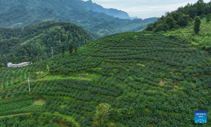 Aerial photo taken on June 16, 2022 shows a Sichuan pepper plantation in Zhennan Town of Wuchuan Gelao and Miao Autonomous County, southwest China's Guizhou Province. Covering a wide area of karst topography and suffering from serious rocky desertification, Wuchuan County once had low agricultural yields.(Photo: Xinhua)