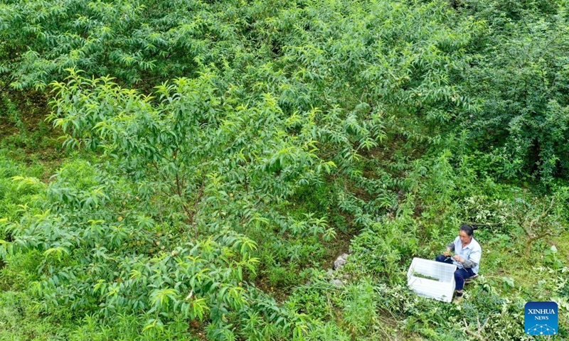 In this aerial photo, a villager harvests Sichuan pepper in Zhennan Town of Wuchuan Gelao and Miao Autonomous County, southwest China's Guizhou Province, June 16, 2022. Covering a wide area of karst topography and suffering from serious rocky desertification, Wuchuan County once had low agricultural yields.(Photo: Xinhua)