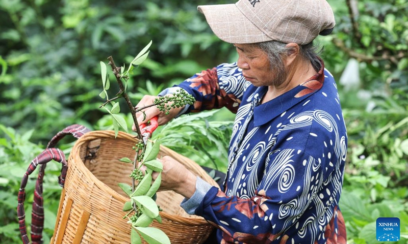 A villager harvests Sichuan pepper in Zhennan Town of Wuchuan Gelao and Miao Autonomous County, southwest China's Guizhou Province, June 16, 2022. Covering a wide area of karst topography and suffering from serious rocky desertification, Wuchuan County once had low agricultural yields.(Photo: Xinhua)