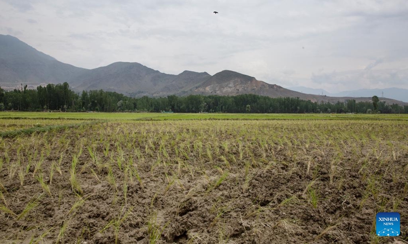 Photo taken on June 17, 2022 shows dried paddy fields at a village in Pulwama district, about 30km south of Srinagar city, the summer capital of Indian-controlled Kashmir. Local water level in rivers that used to irrigate agricultural fields has drastically fallen due to unusual high temperatures.(Photo: Xinhua)