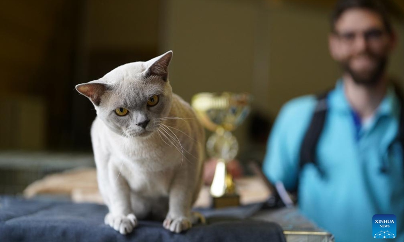 A cat is seen at the Latvian Winner 2022 international dog and cat show in Riga, Latvia, on June 18, 2022.Photo:Xinhua