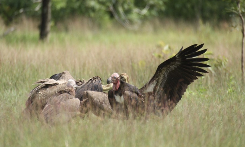 Photo taken on Aug. 19, 2021 shows rare vultures in Siem Pang Wildlife Sanctuary in Stung Treng province, Cambodia.Photo:Xinhua