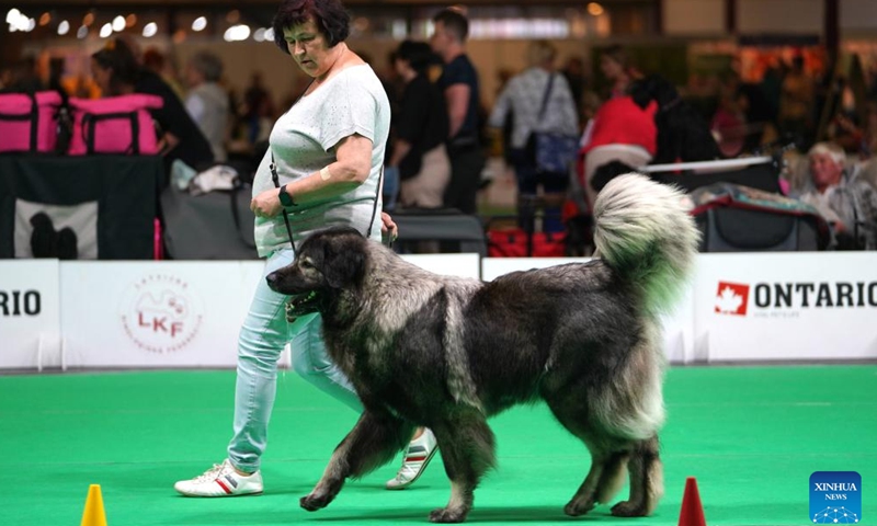 A woman walks a dog at the Latvian Winner 2022 international dog and cat show in Riga, Latvia, on June 18, 2022.Photo:Xinhua