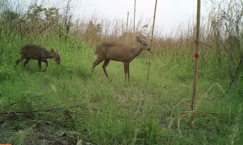 Hog deer are captured by a camera trap in the Prek Prasob Wildlife Sanctuary in Kratie, Cambodia, in January 2022.Photo:Xinhua