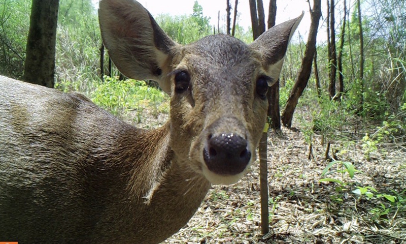 A hog deer are captured by a camera trap in the Prek Prasob Wildlife Sanctuary in Kratie, Cambodia, in January 2022.Photo:Xinhua