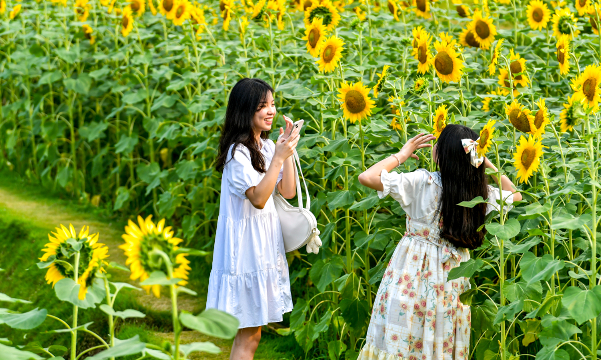 Sunflowers are in full bloom at the Pastoral Scenic Area in Southwest China’s Chongqing Municipality, forming a sea of golden flowers that look as beautiful as those in Van Gogh’s oil paintings on June 19, 2022. Photo: IC