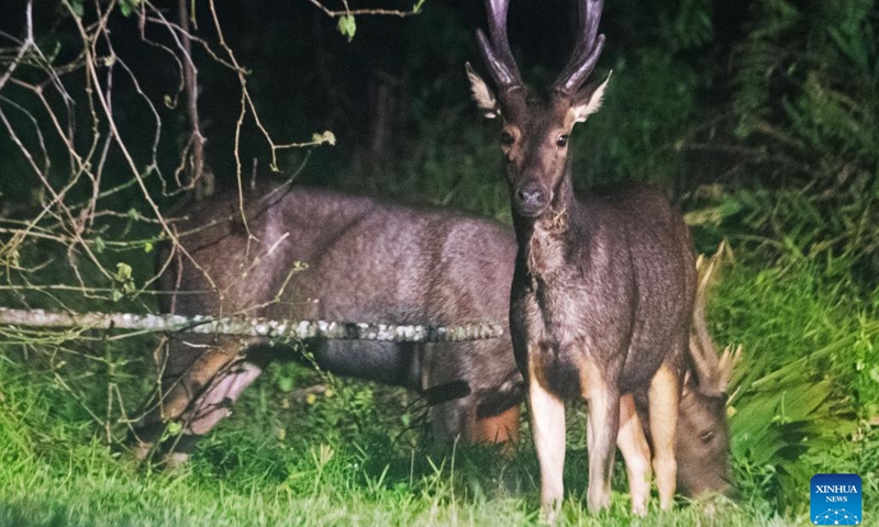 Two wild sambar deer are pictured in Singapore's Central Catchment Nature Reserve on June 20, 2022.(Photo: Xinhua)