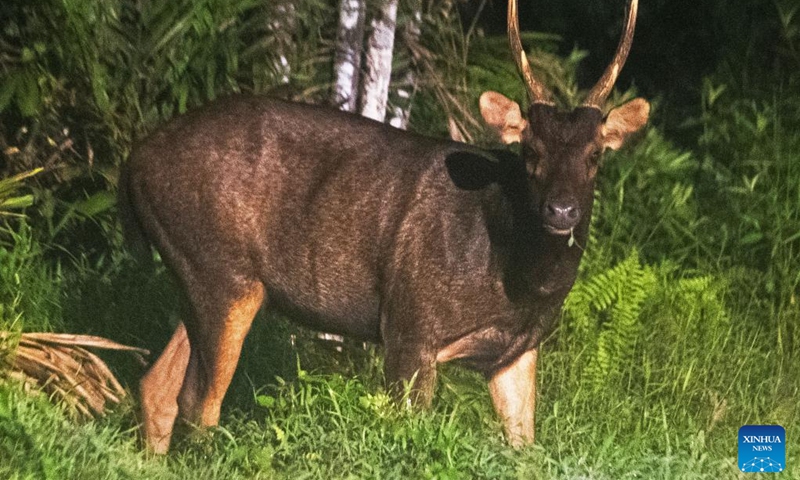 A wild sambar deer is pictured in Singapore's Central Catchment Nature Reserve on June 20, 2022.(Photo: Xinhua)