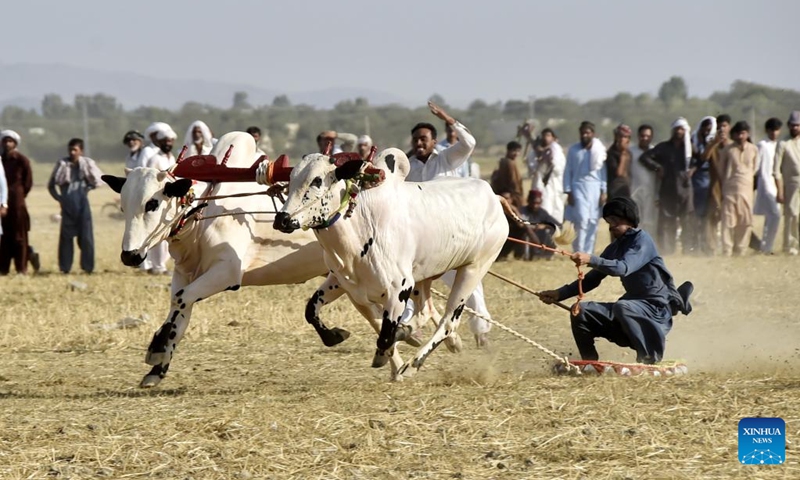 A farmer guides his bulls as he competes in a traditional bull race on the outskirts of Haripur in Pakistan's northwestern Khyber Pakhtunkhwa province, June 18, 2022.(Photo: Xinhua)