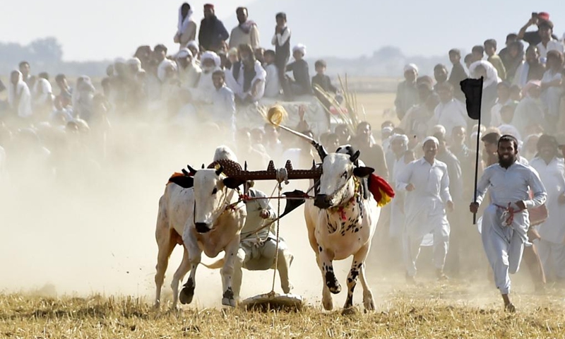 A farmer guides his bulls as he competes in a traditional bull race on the outskirts of Haripur in Pakistan's northwestern Khyber Pakhtunkhwa province, June 18, 2022.(Photo: Xinhua)
