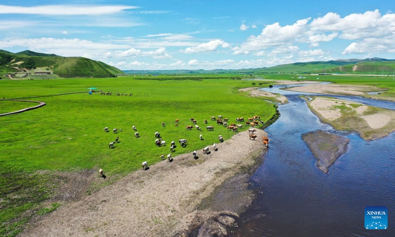 Aerial photo taken on June 23, 2022 shows a herd of cattle and horses foraging on the Ulan Mod grassland in Horqin Right Wing Front Banner of Hinggan League, north China's Inner Mongolia Autonomous Region.(Photo: Xinhua)