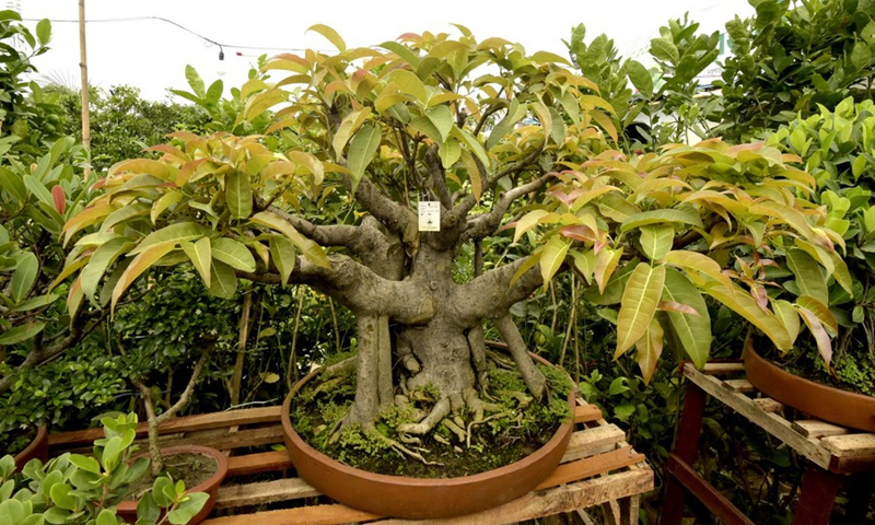 Photo taken on June 20, 2022 shows a topiary plant on display during the National Tree Fair in Dhaka, Bangladesh.(Photo: Xinhua)