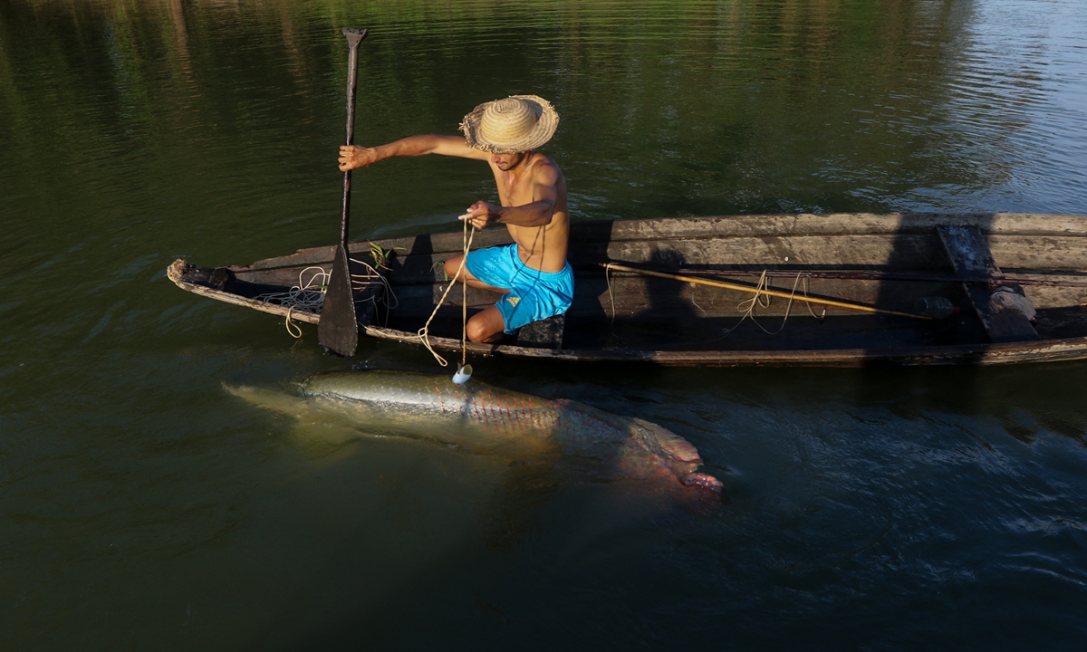 A fisherman pulls out a large pirarucu from the water, at the Piagacu-Purus Sustainable Development Reserve in Amazonas State, Brazil, on October 26, 2019. Photo: AFP