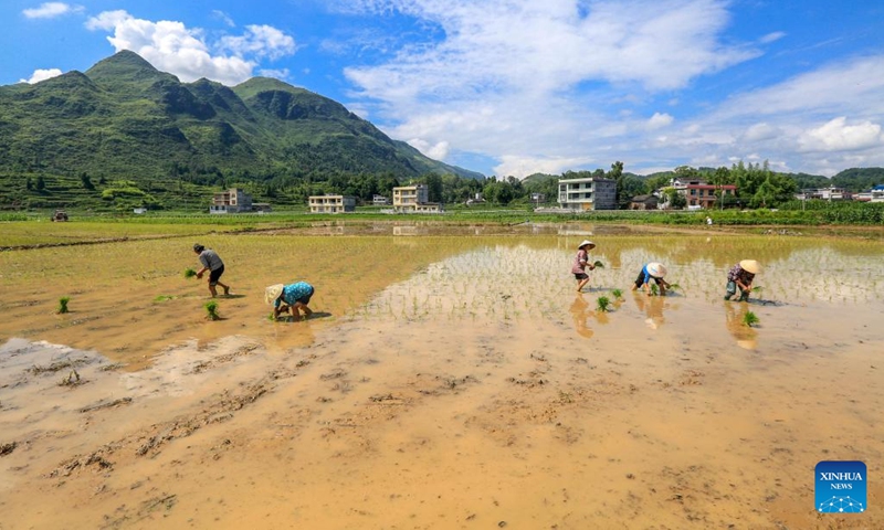 Farmers work in the fields in Longshan County of Xiangxi Tujia and Miao Autonomous Prefecture, central China's Hunan Province, June 21, 2022.(Photo: Xinhua)