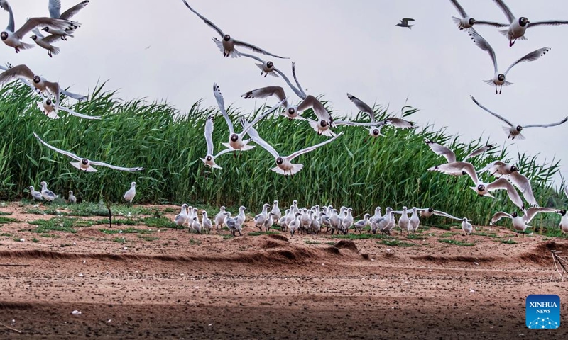 Adult relict gulls (larus relictus) and relict gull chicks are seen in Hongjiannao National Nature Reserve in Shenmu, northwest China's Shaanxi Province, June 21, 2022. More than 10,000 relict gull chicks are learning survival skills such as swimming, foraging and flying in Hongjiannao National Nature Reserve. The relict gull is under first-class national protection in China.(Photo: Xinhua)