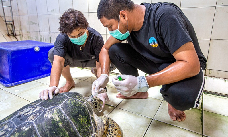 Nantarika Chansue (L) and her colleague examine a sea turtle at the Sea Turtle Conservation Center in Rayong Province, Thailand, on June 21, 2022.(Photo: Xinhua)