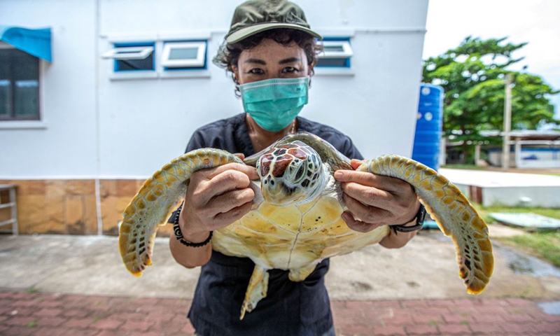 Nantarika Chansue carries a sea turtle at the Sea Turtle Conservation Center in Rayong Province, Thailand, on June 21, 2022.(Photo: Xinhua)