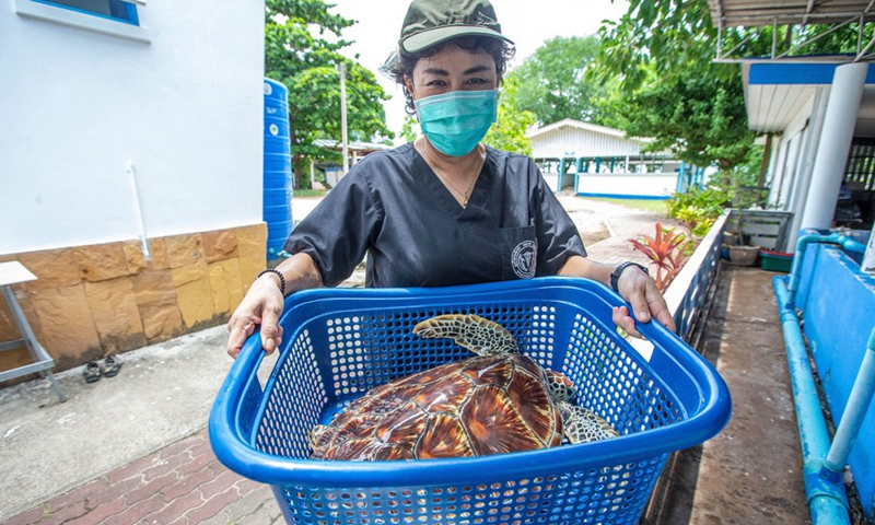 Nantarika Chansue carries a sea turtle at the Sea Turtle Conservation Center in Rayong Province, Thailand, on June 21, 2022.(Photo: Xinhua)