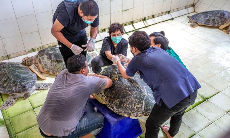 Nantarika Chansue (C) and her colleagues examine a sea turtle at the Sea Turtle Conservation Center in Rayong Province, Thailand, on June 21, 2022.(Photo: Xinhua)