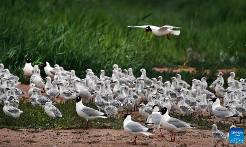 An adult relict gull (larus relictus) flies back after predation in Hongjiannao National Nature Reserve in Shenmu, northwest China's Shaanxi Province, June 20, 2022. More than 10,000 relict gull chicks are learning survival skills such as swimming, foraging and flying in Hongjiannao National Nature Reserve. The relict gull is under first-class national protection in China.(Photo: Xinhua)