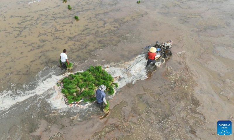 Aerial photo shows farmers transporting rice seedlings in Hongze District of Huaian, east China's Jiangsu Province, June 21, 2022.(Photo: Xinhua)