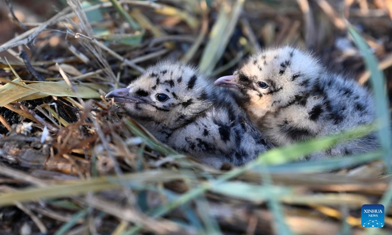 Newly-born relict gull (larus relictus) nestlings are seen in Hongjiannao National Nature Reserve in Shenmu, northwest China's Shaanxi Province, June 23, 2022. More than 10,000 relict gull chicks are learning survival skills such as swimming, foraging and flying in Hongjiannao National Nature Reserve. The relict gull is under first-class national protection in China.(Photo: Xinhua)