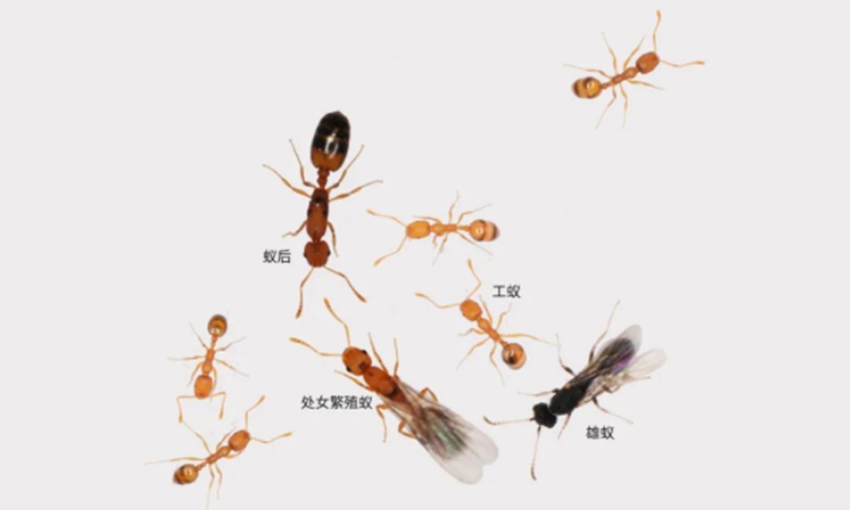 The four different types of ants in a colony - worker, male, gyne and queen Photo: Courtesy of BGI Group 