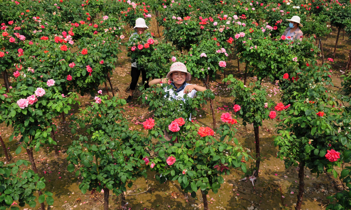 Farmers trim grafted Chinese rose trees in an orchard in Liaocheng, East China's Shandong Province, on June 29, 2022. Zhang Xiufei, a farmer from Shandong, cultivated one type of Chinese rose tree in 2020, and has been leading surrounding villagers in growing the trees which have generated substantial revenue.Photo: VCG