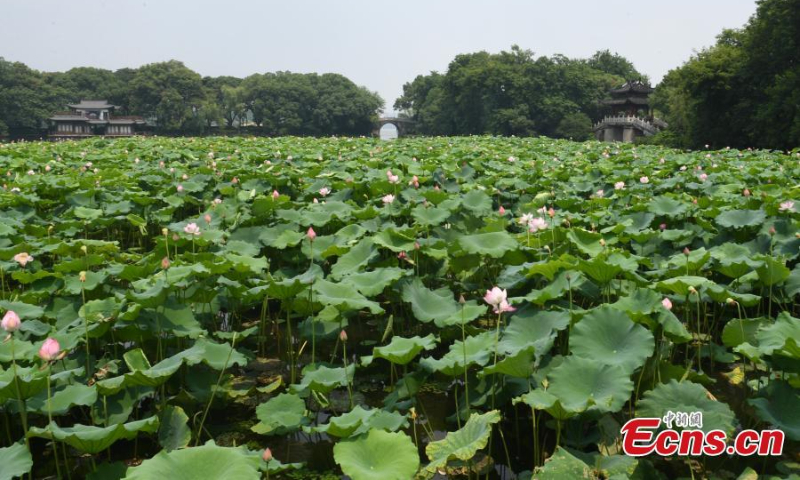 A wide range of lotus flowers are in full bloom in Quyuan Garder(Crooked Courtyard), a scenic spot on the edge of West Lake in Hangzhou, east China's Zhejiang Province. (Photo: China News Service/Wang Gang)