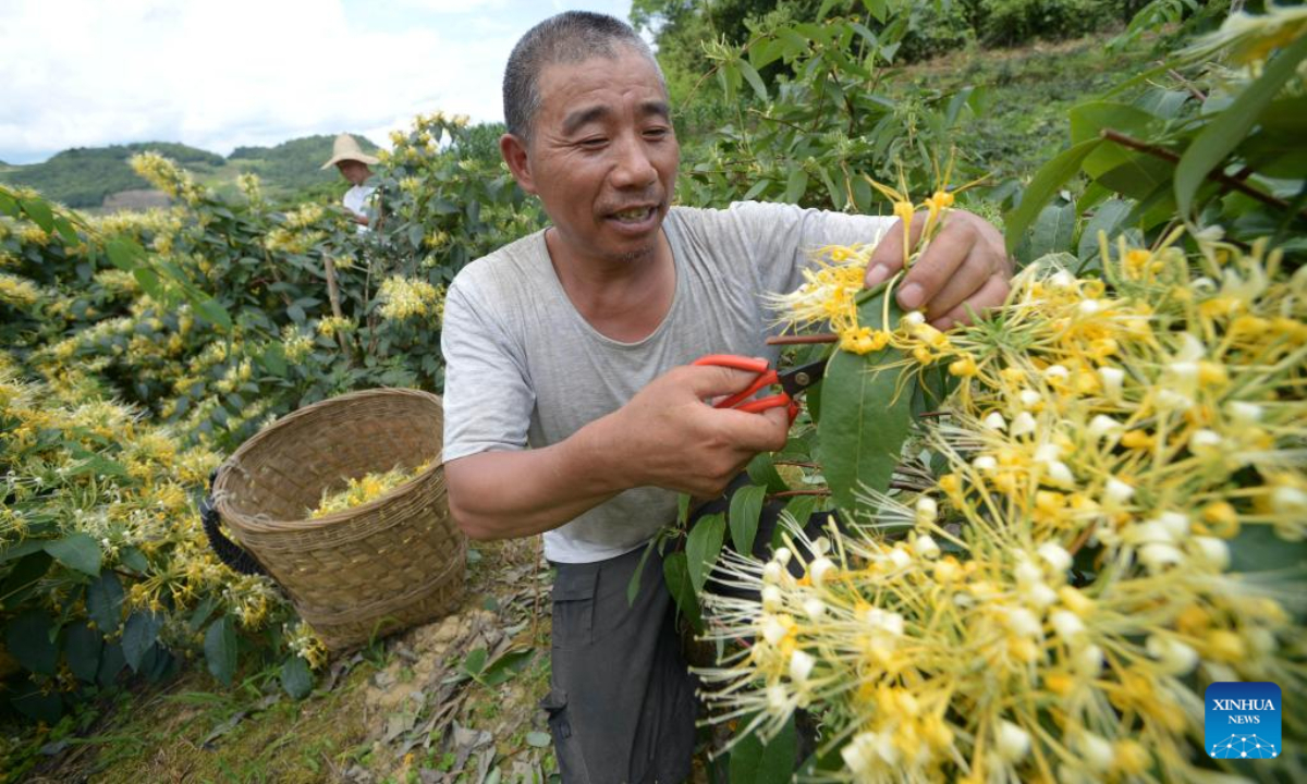 Local people harvest honeysuckle at a plantation base in Suiyang County, southwest China's Guizhou Province, July 1, 2022. The local government has been making efforts in developing industries related with honeysuckle, which has entered its harvest season lately. Photo:Xinhua